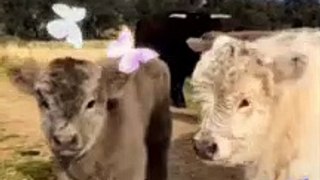 Beautiful Baby  Cows_Baby Cows Compilation