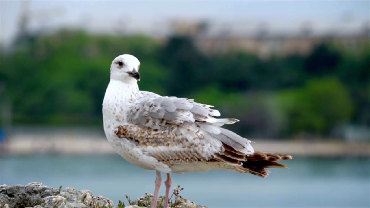 Hamburg: Exhibitionist schlägt Frau mit toter Möwe