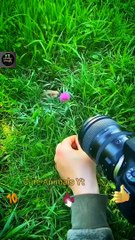 Funny and Cute Baby Bunny Rabbit Videos - Baby Animal Video Photographer (2022)
