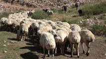 Malatya yerel haberi... Malatya Damızlık Koyun Keçi Yetiştiricileri Birliği Başkanı Akın: Gıda, Tarım ve Hayvancılık; Tarım Meslek Lisesi Müfredatına Girdi
