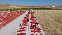 Elazığ gündem haberi: Elazığ'da 20 bin dekar alanda domates hasadı sürüyor