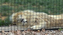 The Big Cat sanctuary's lion project set to conquer conservation in Kent
