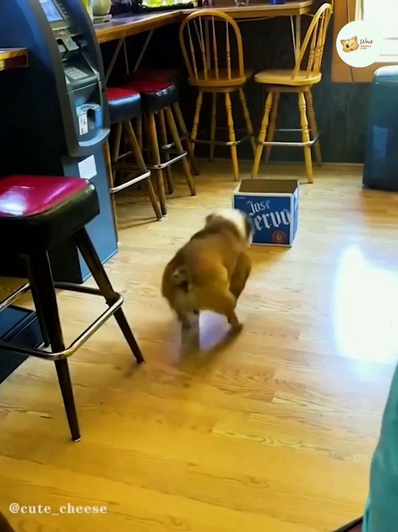 ⁣Funny Animals,  Funny Cats And Dogs Reaction Videos #10