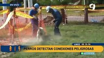 Lince: perritos son entrenados para encontrar conexiones clandestinas