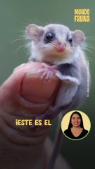 Conoce al marsupial más pequeño del mundo