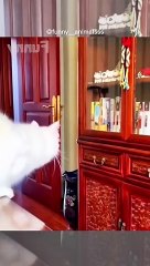 Crazy animals make incidents. 