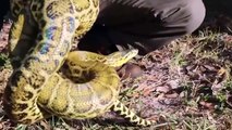 13 Biggest Snakes Ever Found