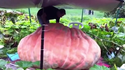 15 Biggest Fruits & Vegetables Ever Created