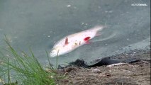 Pesci morti nell'Oder: tra le possibili cause alghe e salinità