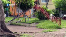 Urge poda y mantenimiento al parque Los Coyules | CPS Noticias Puerto Vallarta