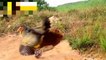 Duck, Mother Hen Defeats A Snake To Protect Her Cubs ► Crocodiles Attack 500 Wildebeest
