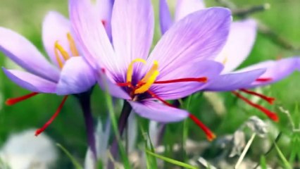 15 Most Expensive Materials in the World