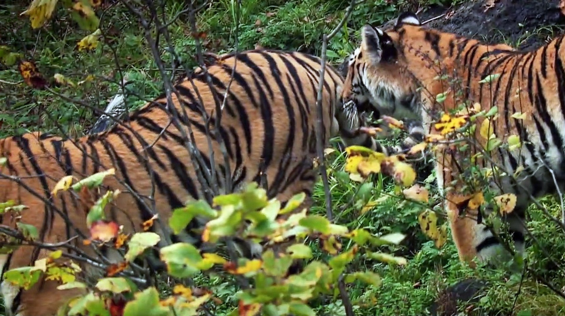 Bengal Tiger - video Dailymotion