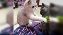 Baby Cats - Cute and Funny Cat Videos Compilation _ Aww Animals