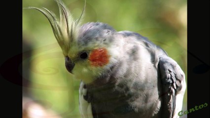 Canto de La Cacatúa Ninfa