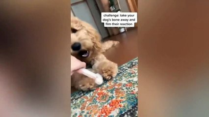 Funny Cats Scared Of Tiger Toy - Hilarious Reactions!