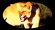 Amazing ...When Eagles Get Savage And Attack Wild Lion Cubs! Incredible Scene ► Animal World