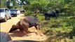 Mother Buffalo Destroy Jaguar ►Black Elephant Mother Fights To Protect Her Cubs From Lions
