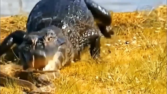 Aghast! Crocodile attacks Elephants, Lions, Pythons ►►Lion vs Hedgehog, Impala