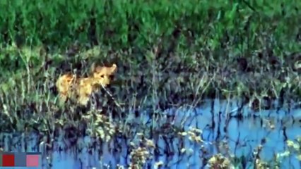 Lion vs Buffalo Battle Is Not Never ► Buffalo Too Angry Destroy The Strongest Lion In African