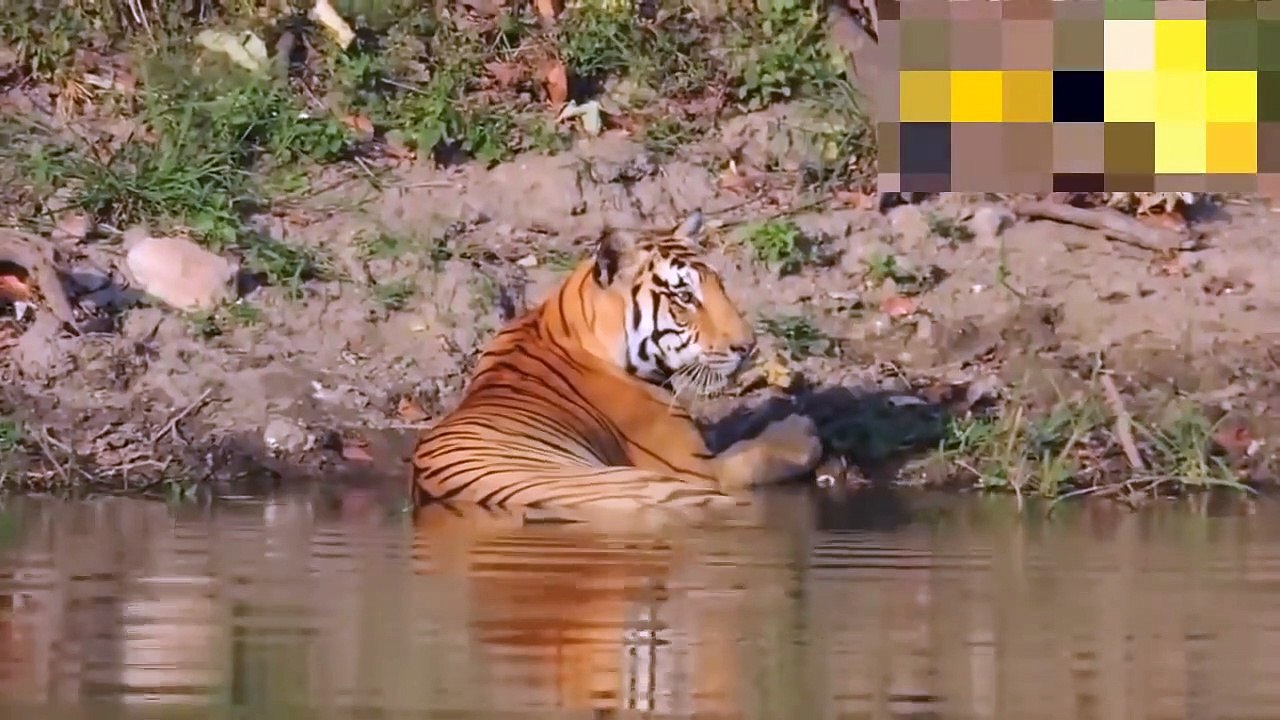 Weak Lion Attacks Golden Eagle ►النسر يذهب البر...