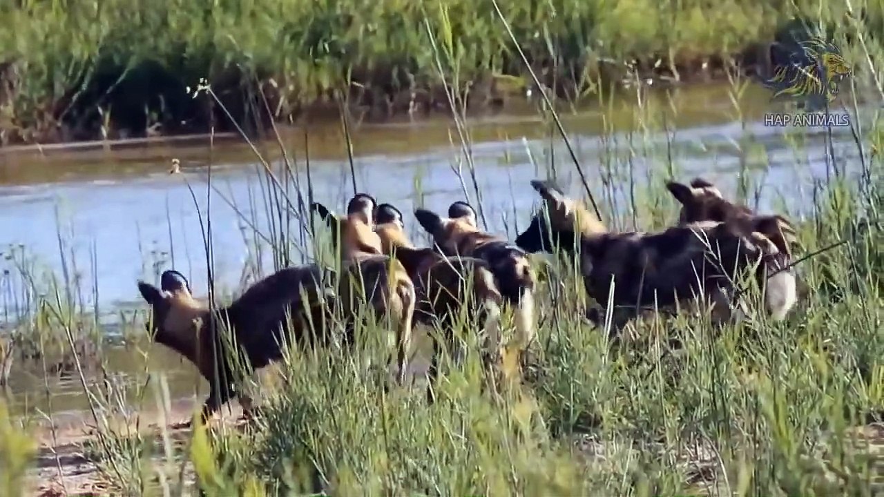 Animals That Can Kill Lions With Their Horns To Escape ► Lion vs Impala, Antelope, Buffalo,...