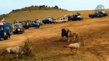 Africa's Strongest Animal Wild ►Survival Of Animals Lion, Elephant, Buffalo, Leopard, Antelope...