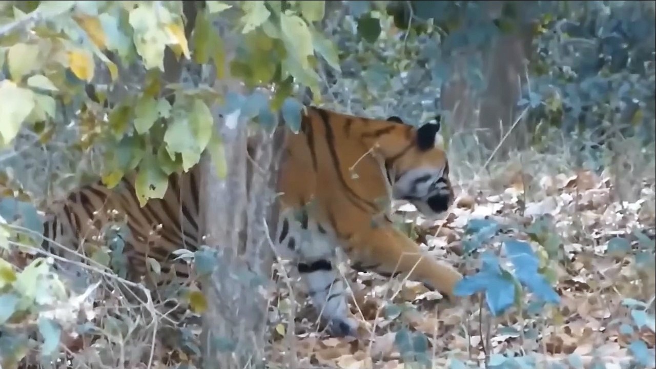 Hungry Leopard Hunting Antelope Caught On Film In Rare Moment ►Tiger Hunts Pigs In The Wild