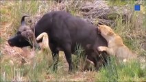 Buffalo Vs Lion ►The War Never Ends ►Summary Of The Battles Between Buffalo Vs Lion