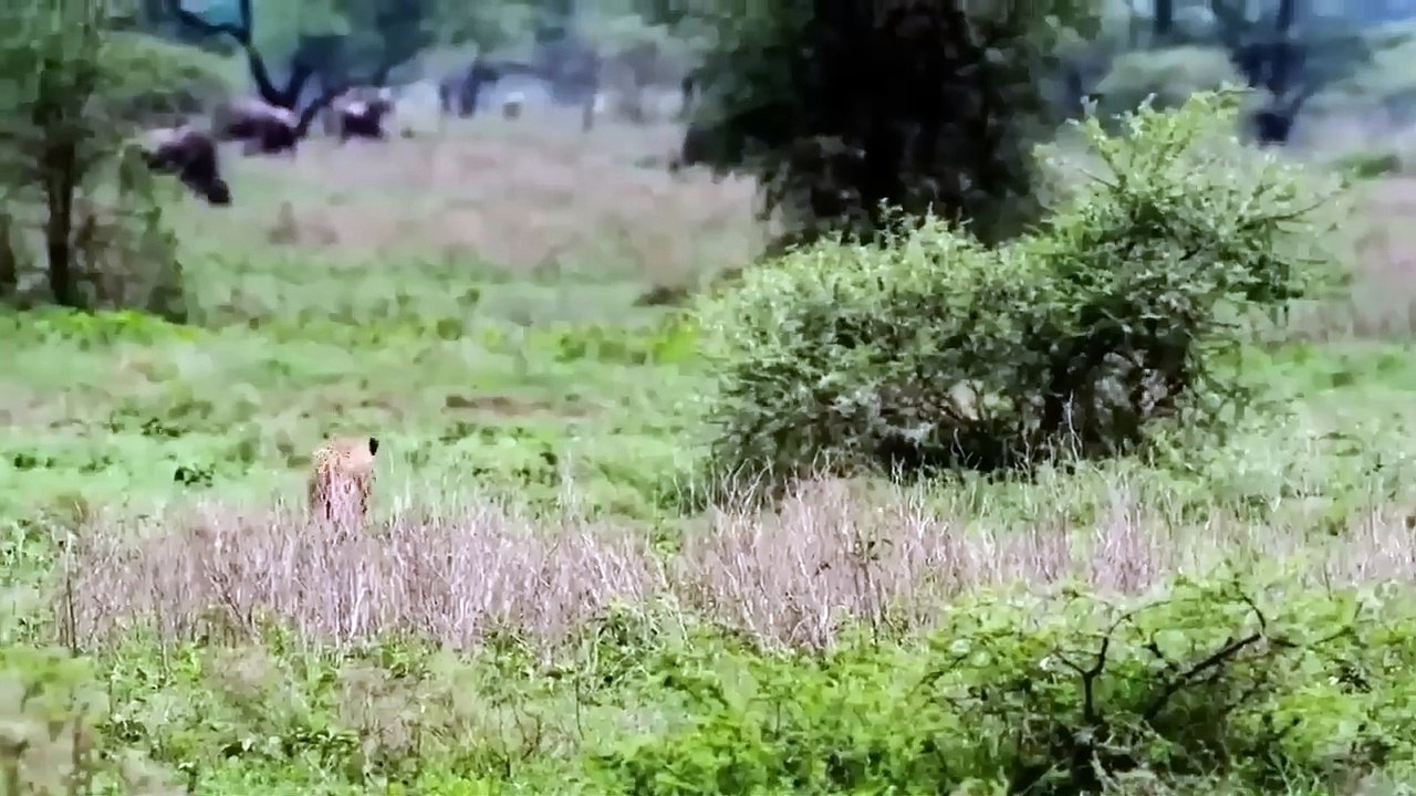 Strong wildebeest! Wildebeest Flings Cheetah To Save Baby ► Wildebeest Vs Lions, Wild Dogs, Hyenas