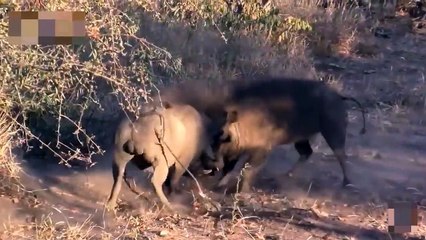 Crocodile Attacks Wild Boar ►Mother Warthog Crazy Biting Leopard To Save Her Baby