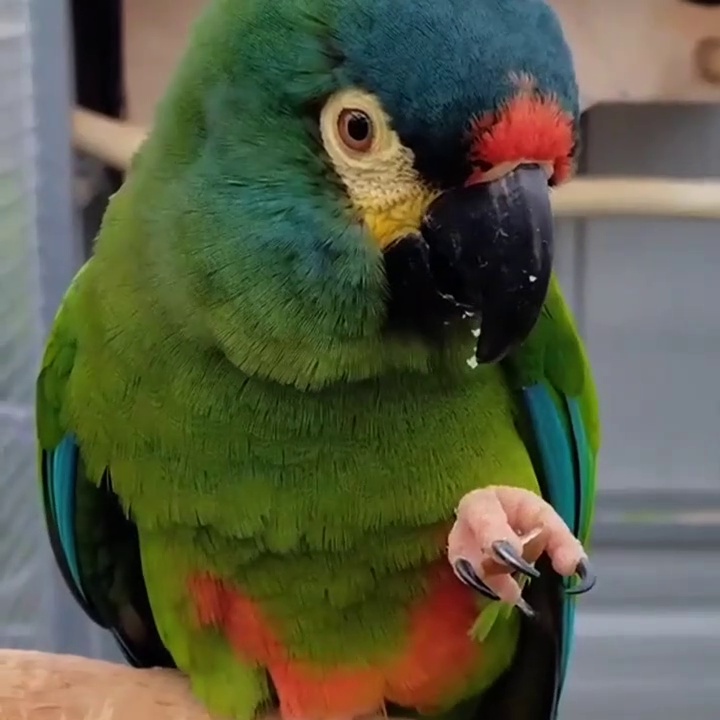 Cute green parrot