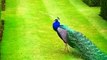 Wow So Beautiful Peacock Videos | Cute Animals Yt | World's Most Beautiful Bird