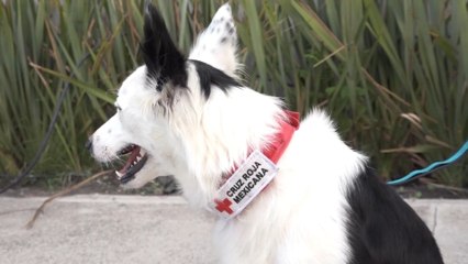 Asesino de perros de rescate y asistencia emocional fue condenado a diez años de cárcel en México