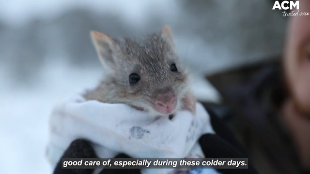 Tasmanian devils and eastern quolls play in the snow - Native Australian Animals | August 24, 2022 | Newcastle Herald