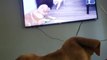 Dog Gets Startled While Watching Puppy Jumping on Another Dog on TV
