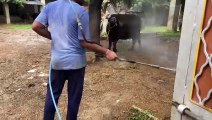 जिले में डेढ़ सौ पार हुई संक्रमित गायों की संख्या