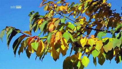 Revolutionär! - Ideen, die die Welt veränderten Staffel 1 Folge 5 HD Deutsch