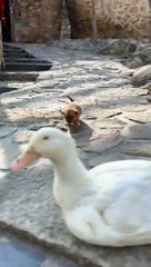 A rare sight to see a beautiful puppy carrying a duck on its back.