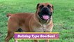 4 Types of Boerboel - That are popular today ! Different types of Boerboel @animal sector