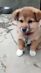 So Beautyful and Cute Looks Puppy... #cutelook#puppy#AnimalLovers