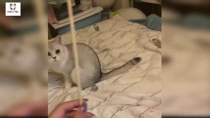 Funny cat | funny video | funny movements | funny animals movements | funny video