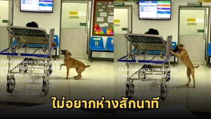 น้ำตาซึม ตูบตามเจ้าของมา รพ. เฝ้าข้างเตียงไม่ห่าง ชีวิตนี้มีแต่นุด