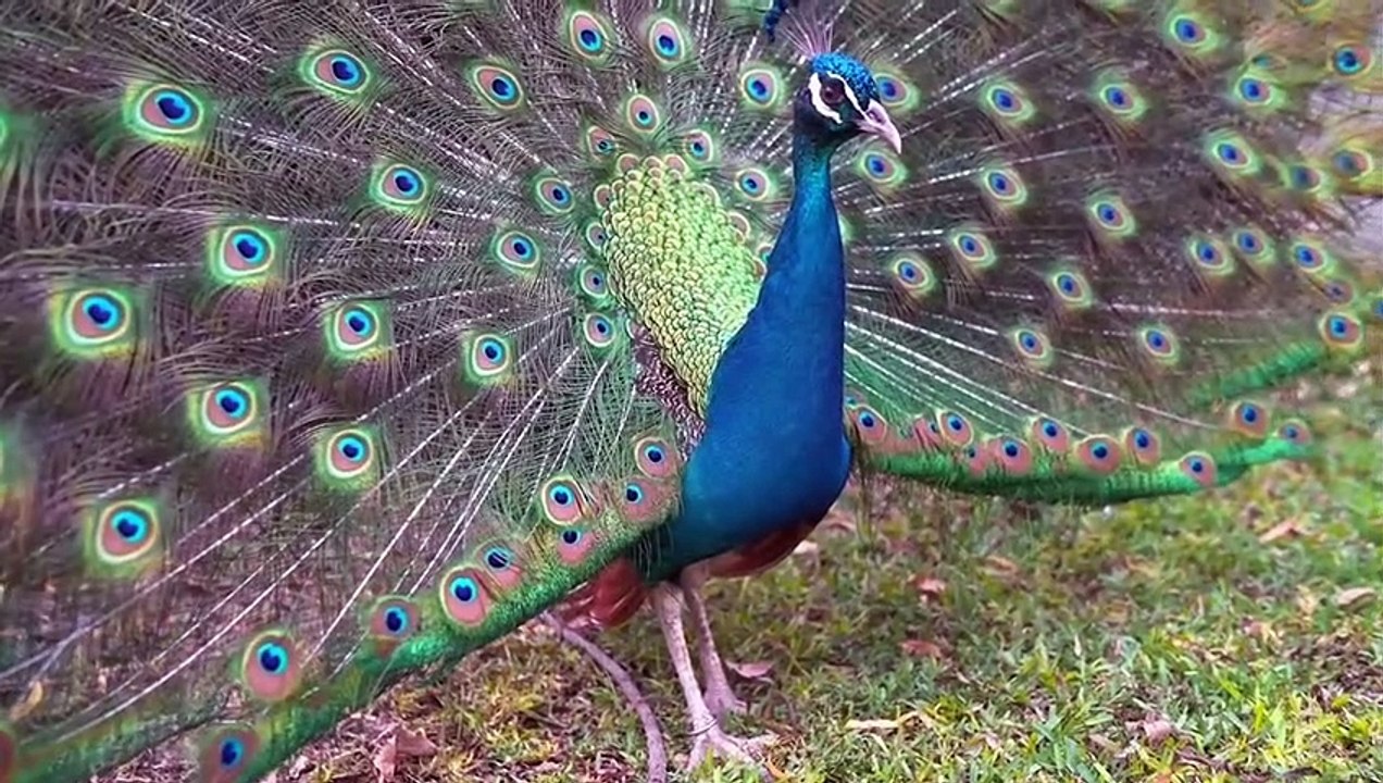 Amazing Nature and Wildlife Videos, Beautiful Birds & Animals. Relaxing Nature Sounds,