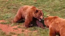 Two bears fight