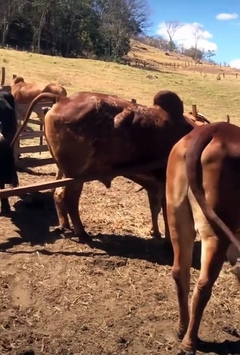brazil cow brazilian people cow workin