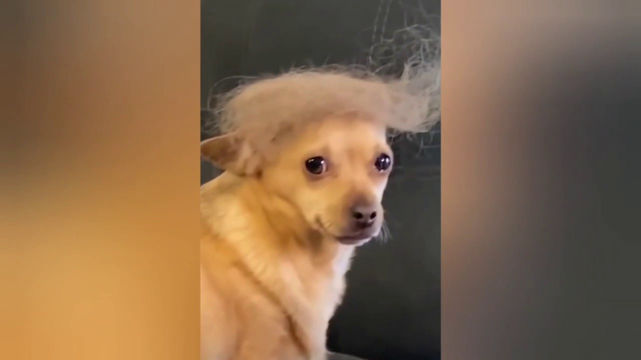 funny cat and dog videos | funny cat videos | cat and dog videos