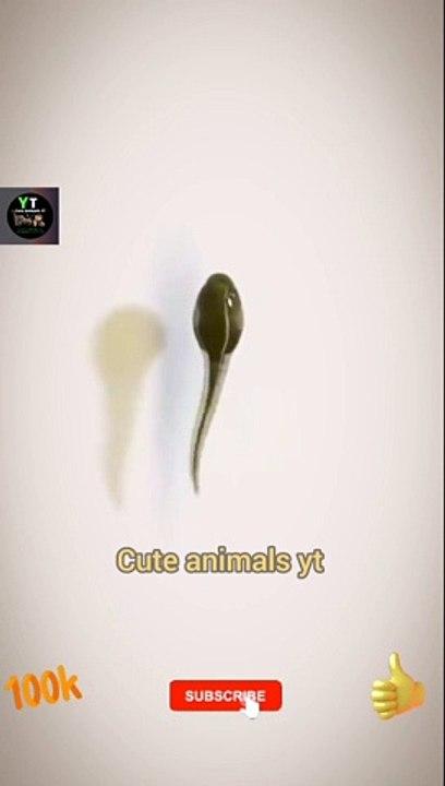 World Best Green Frogs |  Cute Pie Little frog growth Videos 2022 | Cute Animals Yt