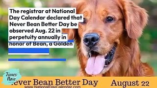 Morgantown cancer survivor canine celebrated on National Calendar Day.