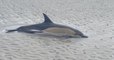 Vendée : des pécheurs à la palourde sauvent un dauphin échoué sur une plage